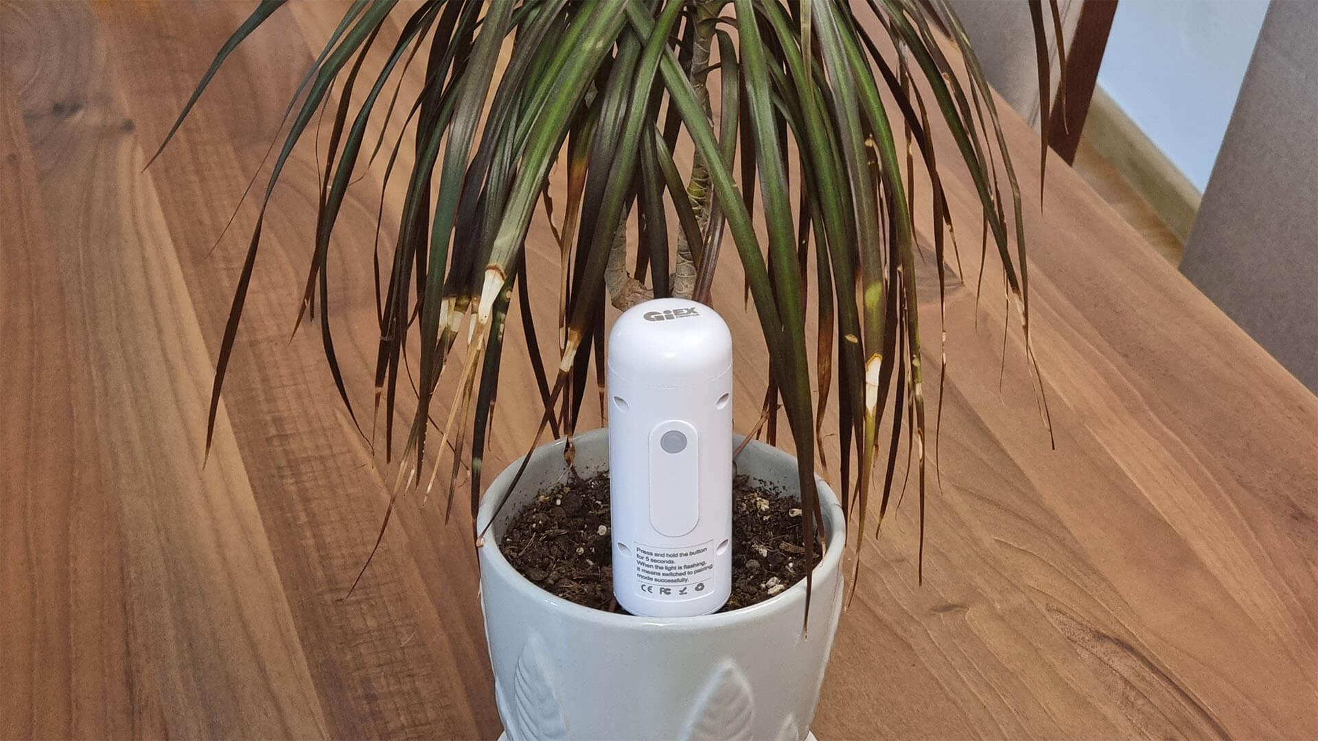 Tuya Zigbee Soil Temperature and Humidity Sensor GXM-01 Installed in Plant Pot